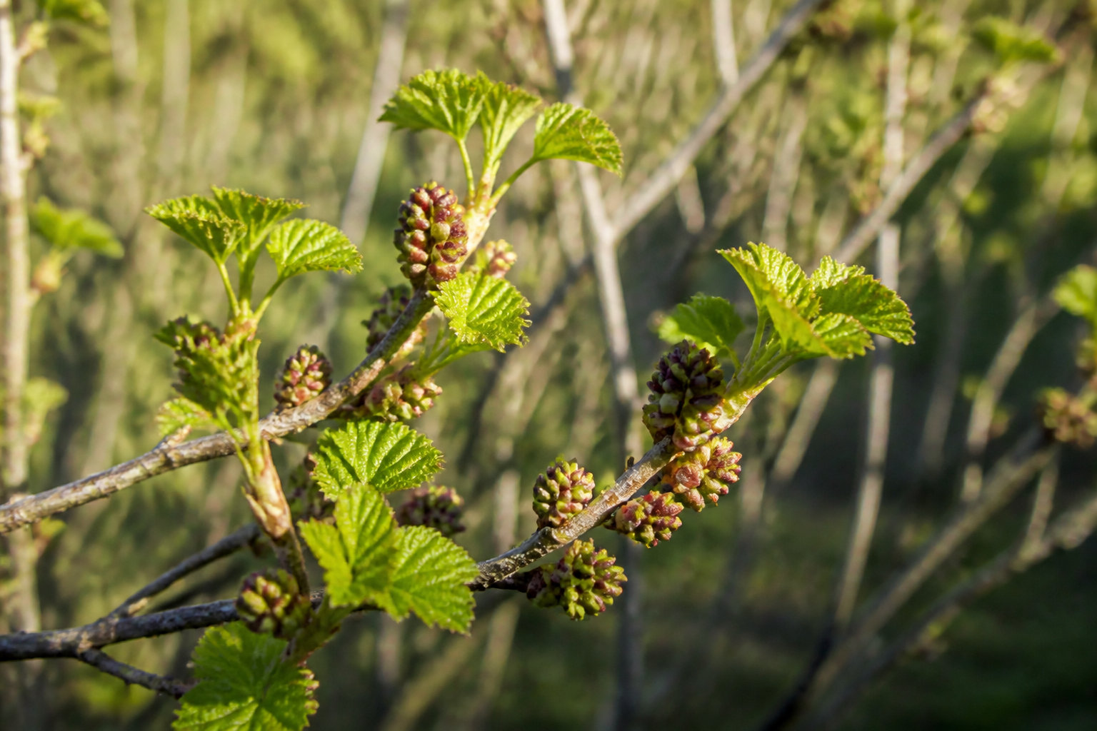 Bourgeons frais de cassis (Ribes nigrum) sur l'arbuste au printemps