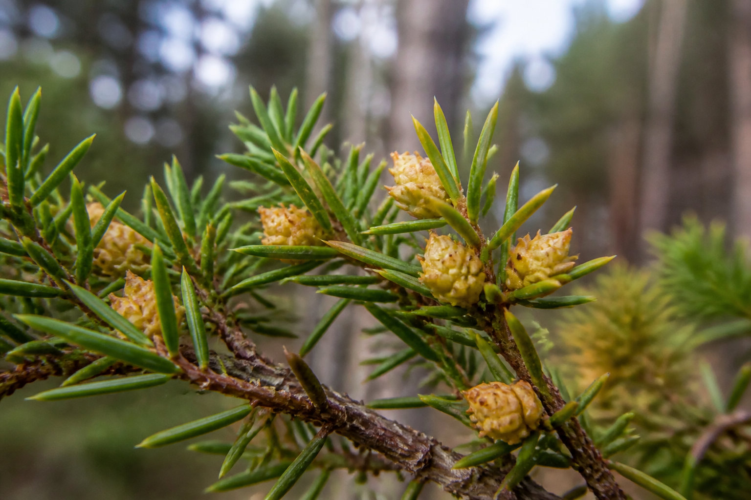 Bourgeons de genévrier (Juniperus communis) sur la branche, avant récolte