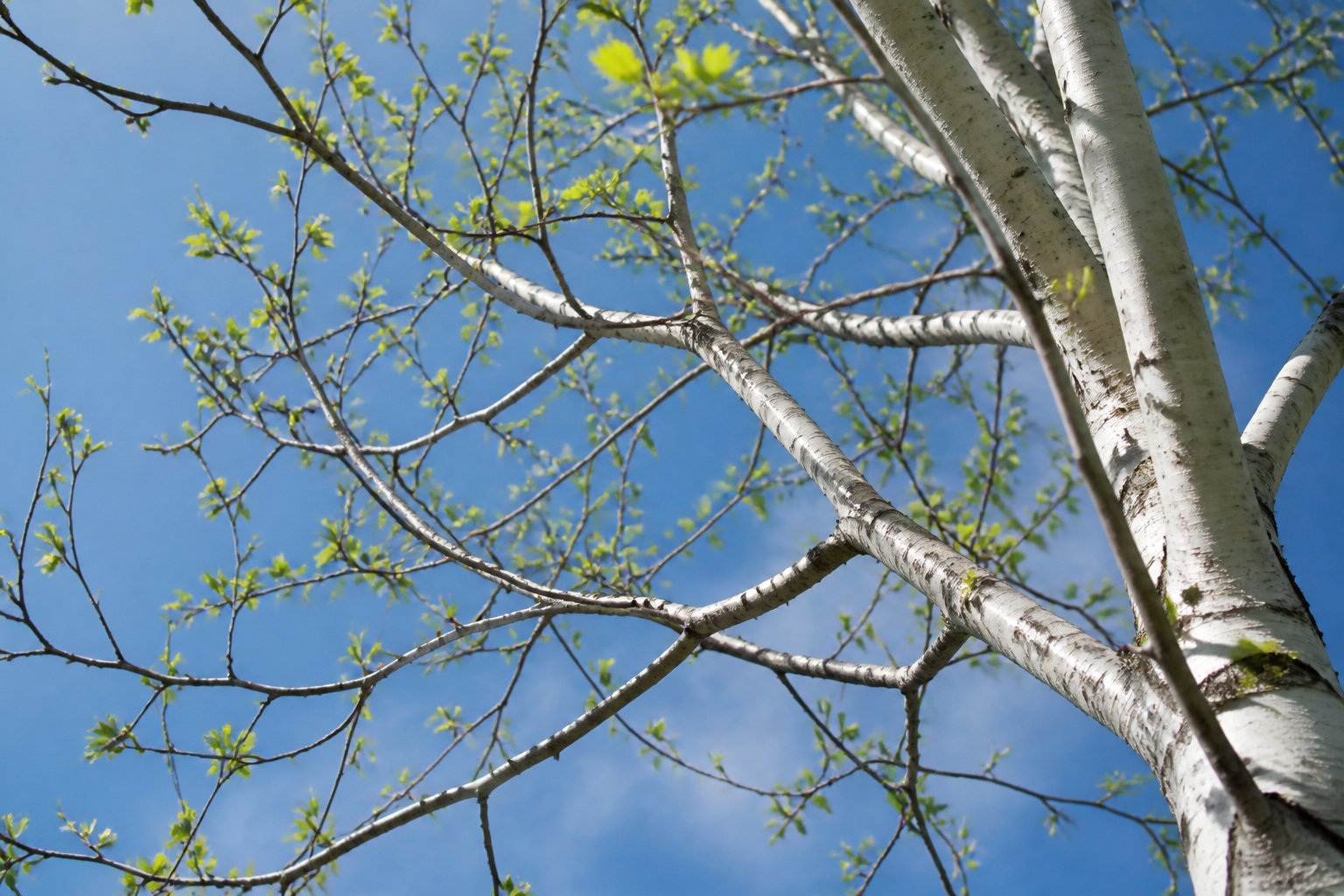 Bourgeons de bouleau blanc (Betula pubescens) au printemps