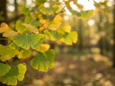 Ginkéo et sifflement d’oreille gauche : l’atout microcirculation